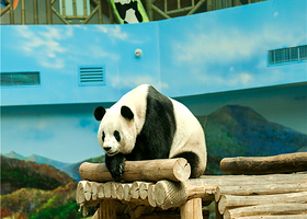 亚布力熊猫馆