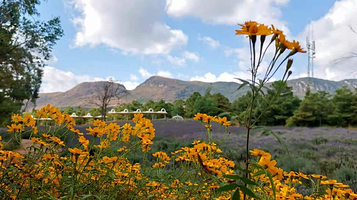 香草芳林·团建拓展·露营烧烤·手工DIY