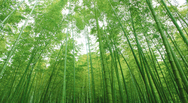鲸鱼沟竹海风景区