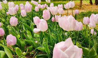 呼和浩特市植物园