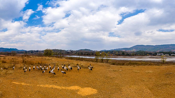 大桥国家级黑颈鹤自然保护区