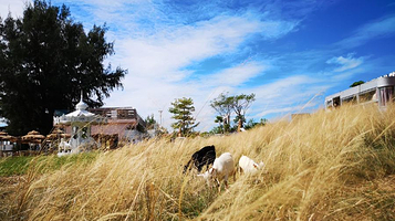 那片海海景野炊园
