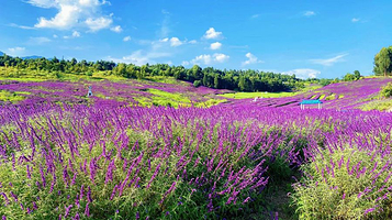 华侨城云端花海
