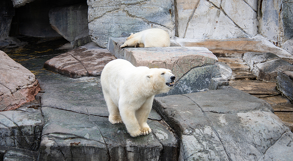 哥本哈根动物园