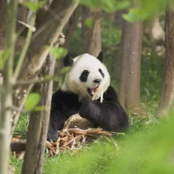 太阳岛大熊猫馆