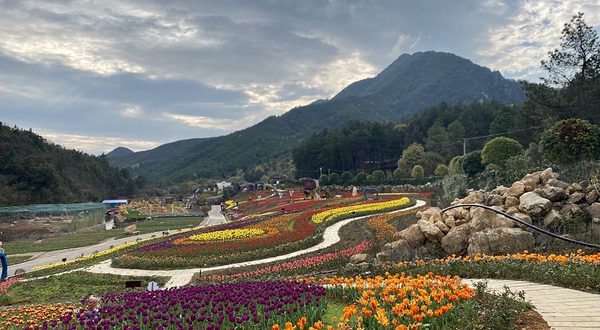 茶乡花海景区