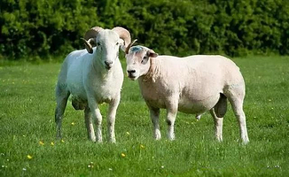 莲花山农庄小镇