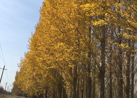 克拉玛依林海公园