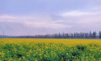 新村油菜花