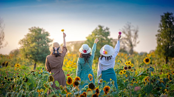淮安向日葵的故事