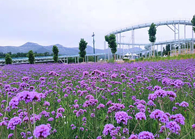 青州杏花村旅游度假区