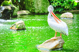 吉隆坡雀鸟公园