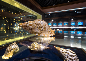 青岛贝壳博物馆