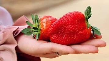 和顺家庭农场采摘园