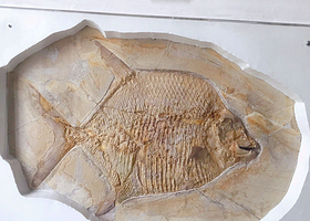 慕尼黑古生物博物馆