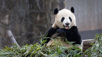 重庆动物园-熊猫馆
