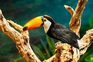 动物主题公园(武汉天地壹方购物中心店)