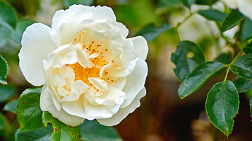 丽江花花色玫瑰庄园