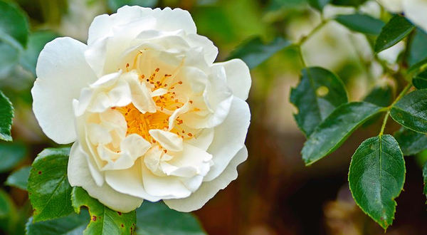 丽江花花色玫瑰庄园