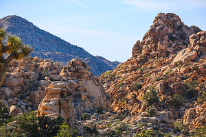 约书亚树国家公园