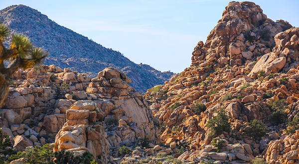 约书亚树国家公园