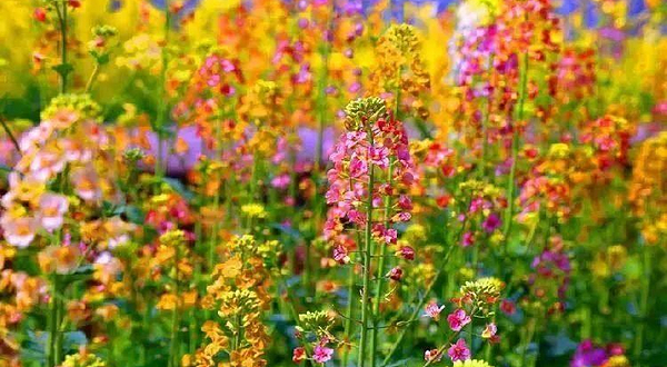 乐山犍为龙门花海景区