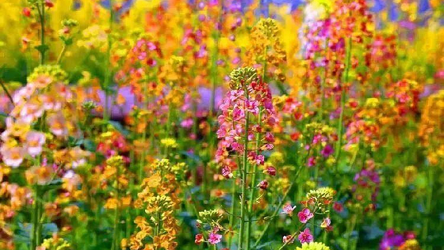 乐山犍为龙门花海景区门票不限人群-标准价