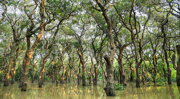 空邦鲁沼泽森林