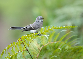 扬切普国家公园