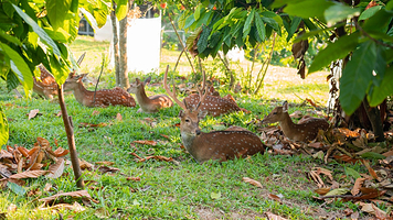 阿信巧克力农场