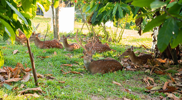 阿信巧克力农场