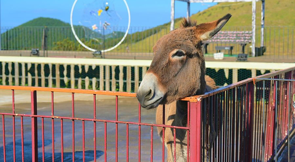 小羊肖恩羊驼牧场