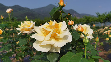 伊甸园玫瑰观光景区