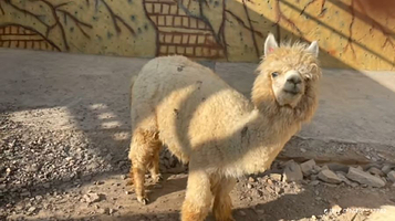 太保公园动物园