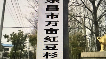 万亩红豆杉基地