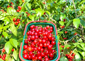 樱桃谷车厘子采摘基地