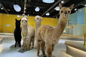 神兽·羊驼主题馆(莱西万达店)