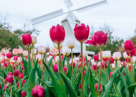 南山区荷兰花卉小镇