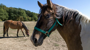 月河湾马术俱乐部