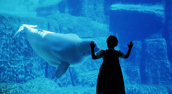 温哥华水族馆