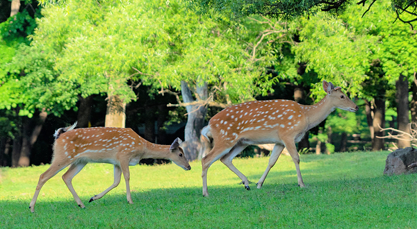 森工平山皇家鹿苑