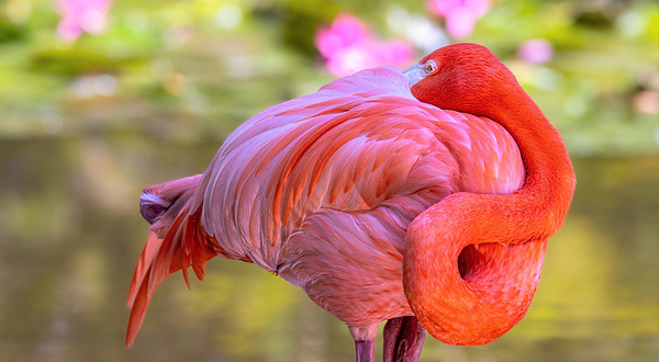 火烈鸟公园