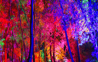 长白山梦幻森林峡谷