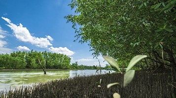 东寨港红树林旅游区