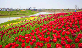 沔州百万花海风景区