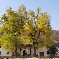 大龙山乌龙溪景区