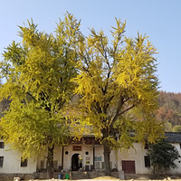 大龙山乌龙溪景区