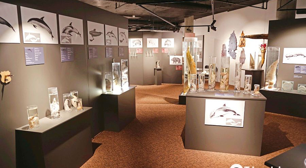 冰岛阴茎博物馆