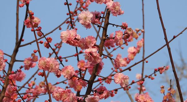 桌山花栖谷