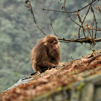 峨眉山生态猴区